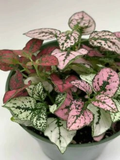 Polka-dot-plant, Hypoestes Phyllostachya, Tricolor, Red Pink And White, Very Limited, In A 4 Inch Pot Super Cute -Cheap Plantly Store il fullxfull.3763541576 solq