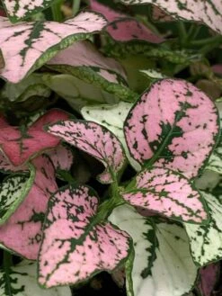Polka-dot-plant, Hypoestes Phyllostachya, Tricolor, Red Pink And White, Very Limited, In A 4 Inch Pot Super Cute -Cheap Plantly Store il fullxfull.3763541664 6qke