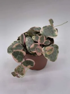 Variegated String Of Hearts, Ceropegia Woodii, In 2 Inch Pot, Well Rooted, Extremely Rare, Var, Variegata -Cheap Plantly Store il fullxfull.3763551574 et7h