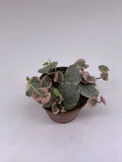 Variegated String Of Hearts, Ceropegia Woodii, In 2 Inch Pot, Well Rooted, Extremely Rare, Var, Variegata -Cheap Plantly Store il fullxfull.3763551622 7kw7