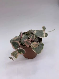 Variegated String Of Hearts, Ceropegia Woodii, In 2 Inch Pot, Well Rooted, Extremely Rare, Var, Variegata -Cheap Plantly Store il fullxfull.3763551682 63ee
