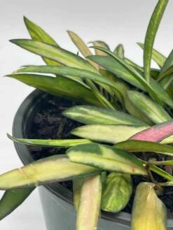 Variegated Wayetii, Rare Hoya, 6 Inch, Ready For Upgrade -Cheap Plantly Store il fullxfull.3765994881 7x5v