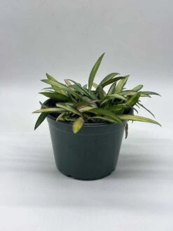 Variegated Wayetii, Rare Hoya, 6 Inch, Ready For Upgrade -Cheap Plantly Store il fullxfull.3765994883 ohp5