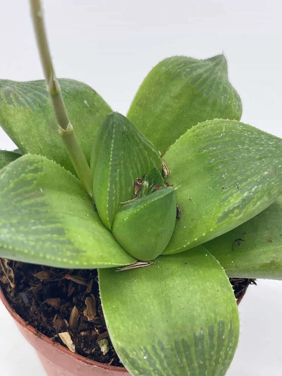 Rare Haworthia Cathedral Widow, Haworthia Cymbiformis 4 Rare Haworthia Cathedral Widow, Haworthia Cymbiformis - Image 2