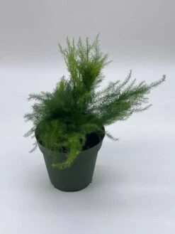 Asparagus Fern Plumosa, Asparagus Setaceus, 4 Inch, Lace Fern, Climbing Asparagus, Or Ferny -Cheap Plantly Store il fullxfull.3766020855 rma0