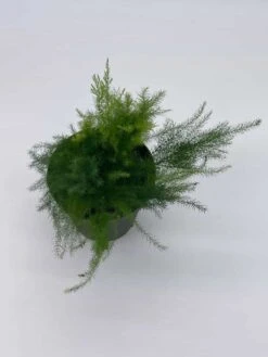 Asparagus Fern Plumosa, Asparagus Setaceus, 4 Inch, Lace Fern, Climbing Asparagus, Or Ferny -Cheap Plantly Store il fullxfull.3766020863 agcl