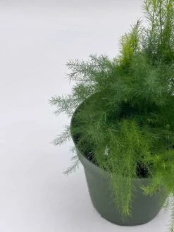 Asparagus Fern Plumosa, Asparagus Setaceus, 4 Inch, Lace Fern, Climbing Asparagus, Or Ferny -Cheap Plantly Store il fullxfull.3766020937 n7q9