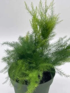 Asparagus Fern Plumosa, Asparagus Setaceus, 4 Inch, Lace Fern, Climbing Asparagus, Or Ferny -Cheap Plantly Store il fullxfull.3766021089 9l77