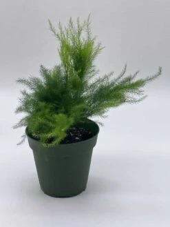 Asparagus Fern Plumosa, Asparagus Setaceus, 4 Inch, Lace Fern, Climbing Asparagus, Or Ferny -Cheap Plantly Store il fullxfull.3766021317 mykr