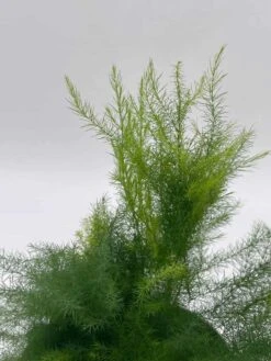 Asparagus Fern Plumosa, Asparagus Setaceus, 4 Inch, Lace Fern, Climbing Asparagus, Or Ferny -Cheap Plantly Store il fullxfull.3766021331 6onh