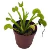 Venus Flytrap, Dionaea Muscipula, Venus's Fly Trap, Perennial Carnivorous Plant 2 Inch Pot, -Cheap Plantly Store il fullxfull.3766071369 aql6
