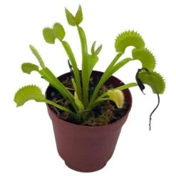 Venus Flytrap, Dionaea Muscipula, Venus's Fly Trap, Perennial Carnivorous Plant 2 Inch Pot,