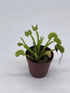 Venus Flytrap, Dionaea Muscipula, Venus's Fly Trap, Perennial Carnivorous Plant 2 Inch Pot, -Cheap Plantly Store il fullxfull.3766071661 n85l