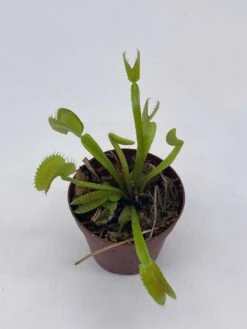 Venus Flytrap, Dionaea Muscipula, Venus's Fly Trap, Perennial Carnivorous Plant 2 Inch Pot, -Cheap Plantly Store il fullxfull.3766071835 7f9v