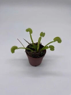 Venus Flytrap, Dionaea Muscipula, Venus's Fly Trap, Perennial Carnivorous Plant 2 Inch Pot, -Cheap Plantly Store il fullxfull.3766071843 szuq