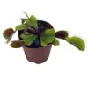 Red Venus Fly Trap, Carnivorous Plant, Venus's Flytrap, Dionaea Muscipula, Fine Comb Saw Tooth, 2 Inch Pot -Cheap Plantly Store il fullxfull.3766074271 e9bu