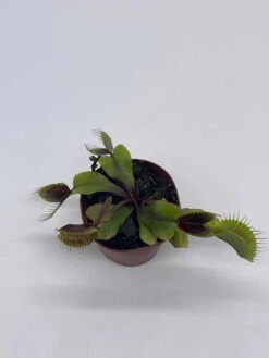 Red Venus Fly Trap, Carnivorous Plant, Venus's Flytrap, Dionaea Muscipula, Fine Comb Saw Tooth, 2 Inch Pot -Cheap Plantly Store il fullxfull.3766074855 t1ul