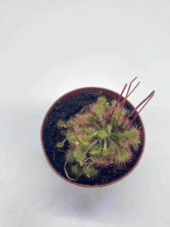 Drosera, Sundews, Rare Carnivorous Plant, In 2 Inch Pot Capensis Cape 10 Drosera, Sundews, Rare Carnivorous Plant, In 2 Inch Pot Capensis Cape -Cheap Plantly Store il fullxfull.3766138373 b2vu