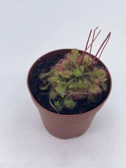 Drosera, Sundews, Rare Carnivorous Plant, In 2 Inch Pot Capensis Cape 11 Drosera, Sundews, Rare Carnivorous Plant, In 2 Inch Pot Capensis Cape -Cheap Plantly Store il fullxfull.3766138423 pk75