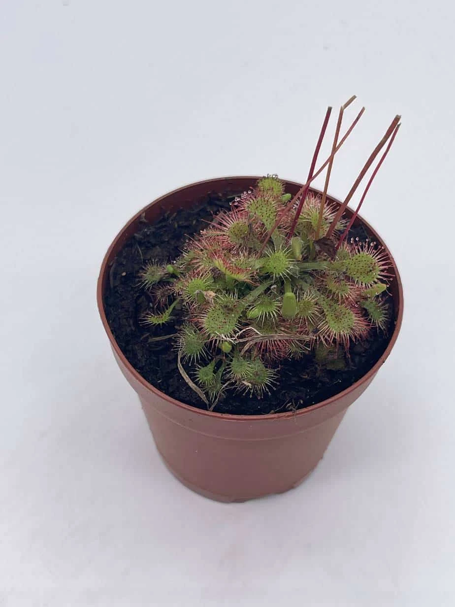 Drosera, Sundews, Rare Carnivorous Plant, In 2 Inch Pot Capensis Cape 6 Drosera, Sundews, Rare Carnivorous Plant, In 2 Inch Pot Capensis Cape - Image 4