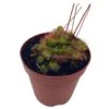 Drosera, Sundews, Rare Carnivorous Plant, In 2 Inch Pot Capensis Cape -Cheap Plantly Store il fullxfull.3766139195 3iaf