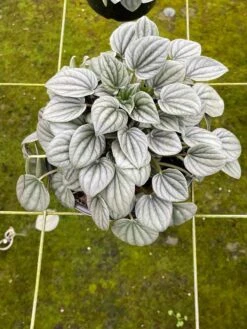 Green Emerald Ripple Peperomia, 6 Inch, Frost Platinum, Carperata Albovittata, Wrinkle Krinkle Leaf -Cheap Plantly Store il fullxfull.3773885875 bf66