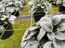 Green Emerald Ripple Peperomia, 6 Inch, Frost Platinum, Carperata Albovittata, Wrinkle Krinkle Leaf -Cheap Plantly Store il fullxfull.3773885973 k0pt