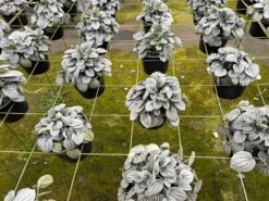 Green Emerald Ripple Peperomia, 6 Inch, Frost Platinum, Carperata Albovittata, Wrinkle Krinkle Leaf -Cheap Plantly Store il fullxfull.3773885995 kub7