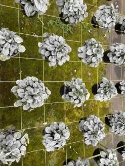 Green Emerald Ripple Peperomia, 6 Inch, Frost Platinum, Carperata Albovittata, Wrinkle Krinkle Leaf -Cheap Plantly Store il fullxfull.3773886001 3hnp