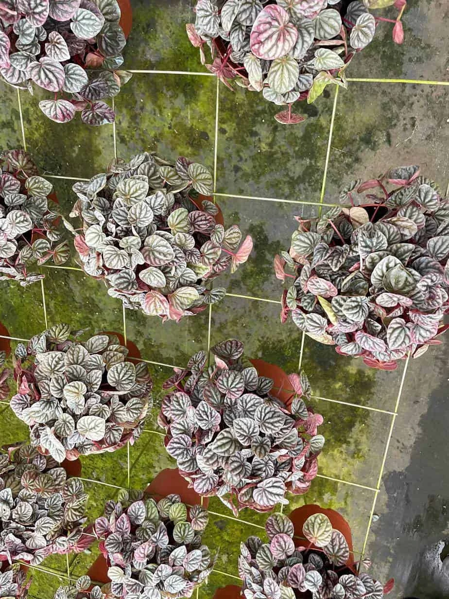 Red Emerald Ripple Peperomia, 6 Inch, Frost Platinum, Carperata Albovittata, Wrinkle Krinkle Leaf 5 Red Emerald Ripple Peperomia, 6 Inch, Frost Platinum, Carperata Albovittata, Wrinkle Krinkle Leaf - Image 3