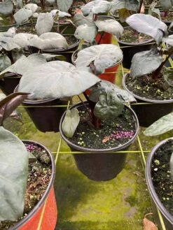 Alocasia Serendipity, 6 Inch, Black Elephant Ear, Upright -Cheap Plantly Store il fullxfull.3773890953 4o5l