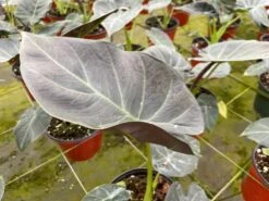 Alocasia Regal Shield, 6 Inch, Black Elephant Ear, Upright -Cheap Plantly Store il fullxfull.3773899305 pt88