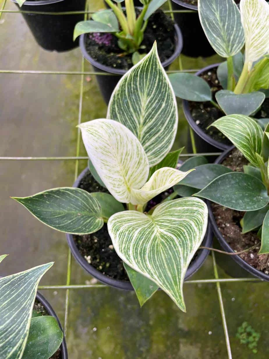 Philodendron Birkin, White Wave, 6 Inch, Mermaid Tail 3 Philodendron Birkin, White Wave, 6 Inch, Mermaid Tail