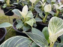 Philodendron Birkin, White Wave, 6 Inch, Mermaid Tail 15 Philodendron Birkin, White Wave, 6 Inch, Mermaid Tail -Cheap Plantly Store il fullxfull.3773904531 aatq