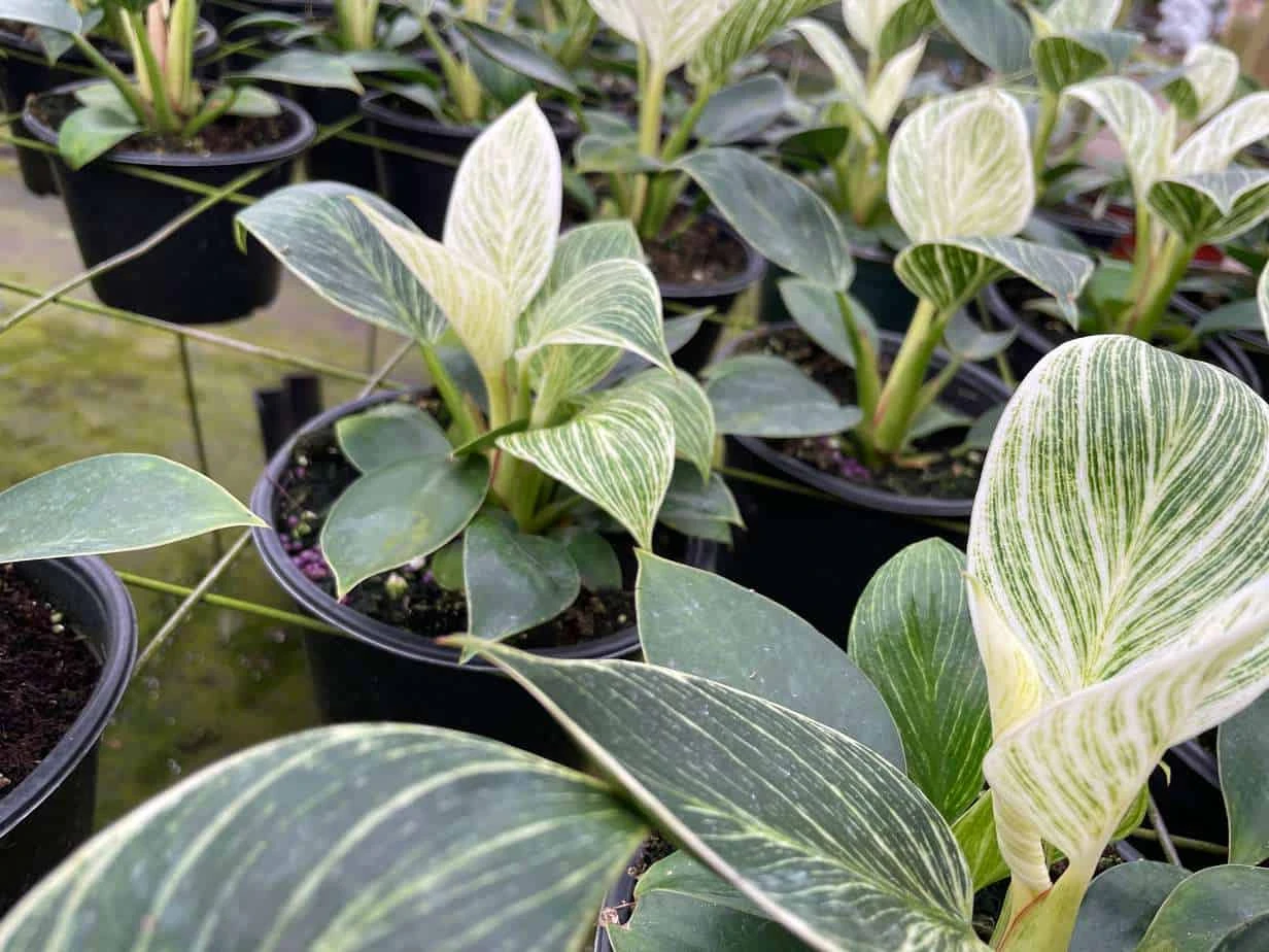 Philodendron Birkin, White Wave, 6 Inch, Mermaid Tail 9 Philodendron Birkin, White Wave, 6 Inch, Mermaid Tail - Image 7