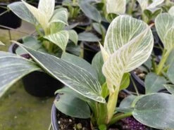 Philodendron Birkin, White Wave, 6 Inch, Mermaid Tail 14 Philodendron Birkin, White Wave, 6 Inch, Mermaid Tail -Cheap Plantly Store il fullxfull.3773904687 600u