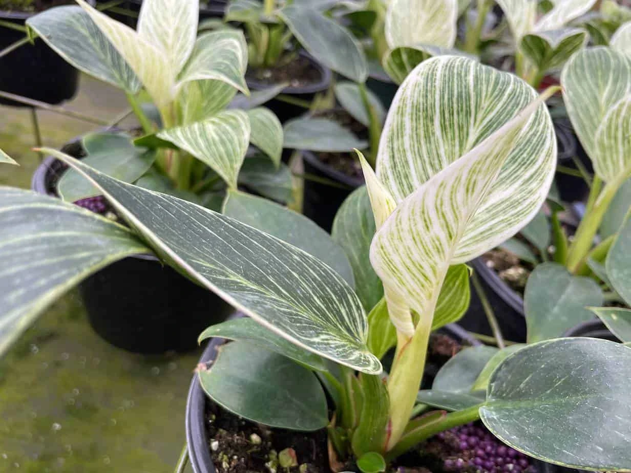 Philodendron Birkin, White Wave, 6 Inch, Mermaid Tail 8 Philodendron Birkin, White Wave, 6 Inch, Mermaid Tail - Image 6