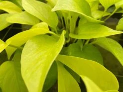 Neon Pothos, 6 Inch, Devil's Ivy, Hunter's Rove 15 Neon Pothos, 6 Inch, Devil's Ivy, Hunter's Rove -Cheap Plantly Store il fullxfull.3773908715 g0cs