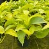 Neon Pothos, 6 Inch, Devil's Ivy, Hunter's Rove 1 Neon Pothos, 6 Inch, Devil's Ivy, Hunter's Rove -Cheap Plantly Store il fullxfull.3773908743 j7ne