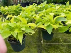 Neon Pothos, 6 Inch, Devil's Ivy, Hunter's Rove 13 Neon Pothos, 6 Inch, Devil's Ivy, Hunter's Rove -Cheap Plantly Store il fullxfull.3773908765 cy0t
