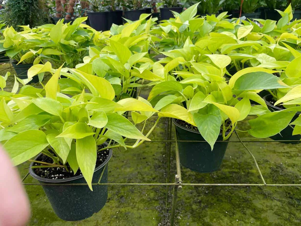 Neon Pothos, 6 Inch, Devil's Ivy, Hunter's Rove 5 Neon Pothos, 6 Inch, Devil's Ivy, Hunter's Rove - Image 3
