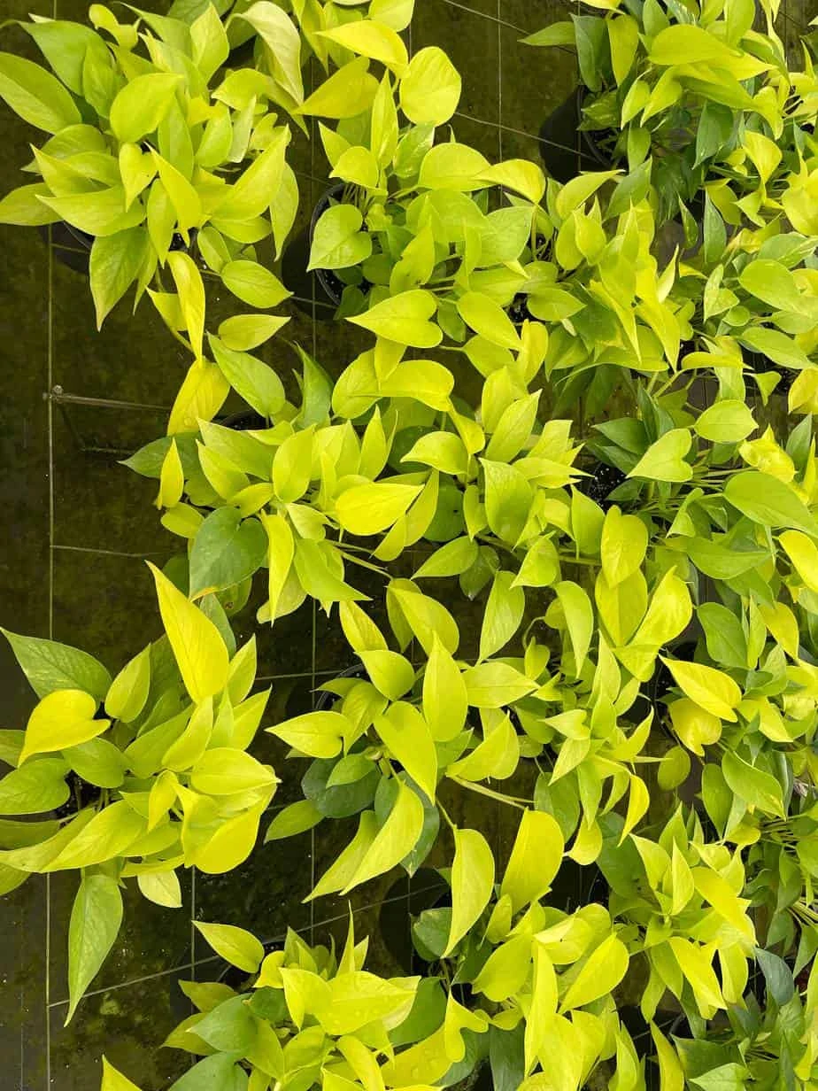 Neon Pothos, 6 Inch, Devil's Ivy, Hunter's Rove 6 Neon Pothos, 6 Inch, Devil's Ivy, Hunter's Rove - Image 4