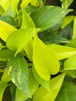 Neon Pothos, 6 Inch, Devil's Ivy, Hunter's Rove 19 Neon Pothos, 6 Inch, Devil's Ivy, Hunter's Rove -Cheap Plantly Store il fullxfull.3773908829 d86d