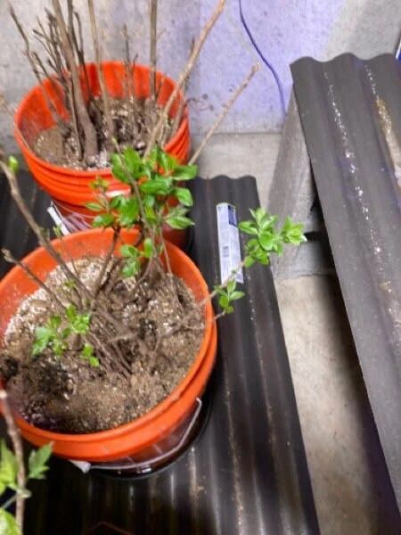 FUYU Persimmon Tree Seedling (16-24 Inches Tall) 9 FUYU Persimmon Tree Seedling (16-24 Inches Tall) - Image 7