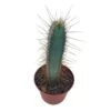 Blue Column Cactus, Pilosocereus Azureus, 3 Inch, Square Shaped Blue Torch Columnar Cacti Pachycladus -Cheap Plantly Store il fullxfull.3790739393 t843