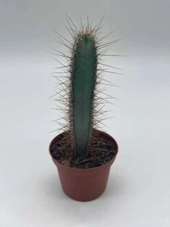 Blue Column Cactus, Pilosocereus Azureus, 3 Inch, Square Shaped Blue Torch Columnar Cacti Pachycladus -Cheap Plantly Store il fullxfull.3790740357 f7sv