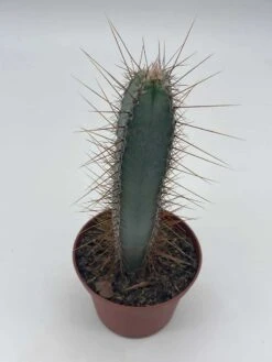 Blue Column Cactus, Pilosocereus Azureus, 3 Inch, Square Shaped Blue Torch Columnar Cacti Pachycladus -Cheap Plantly Store il fullxfull.3790740359 lbui