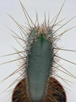Blue Column Cactus, Pilosocereus Azureus, 3 Inch, Square Shaped Blue Torch Columnar Cacti Pachycladus -Cheap Plantly Store il fullxfull.3790740363 q3mf