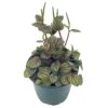Red And Green Peperomia Albovittata,4 Inch Pot, Rare Mixed Frost Peperomia -Cheap Plantly Store il fullxfull.3790757393 tfl2