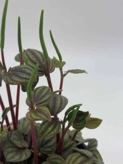Red And Green Peperomia Albovittata,4 Inch Pot, Rare Mixed Frost Peperomia 15 Red And Green Peperomia Albovittata,4 Inch Pot, Rare Mixed Frost Peperomia -Cheap Plantly Store il fullxfull.3790763013 h4tf